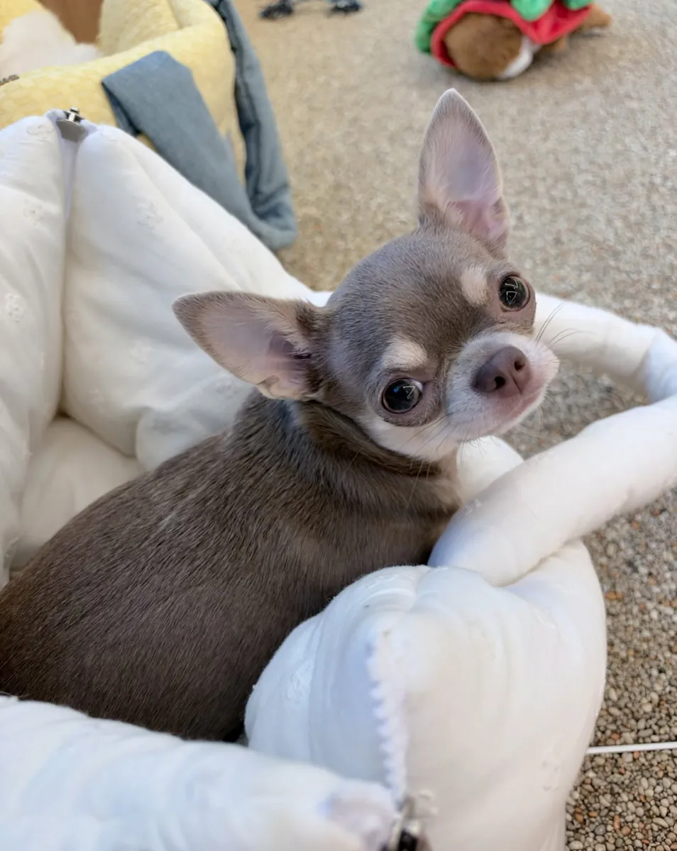Linda cachorra Chihuahua en adopción