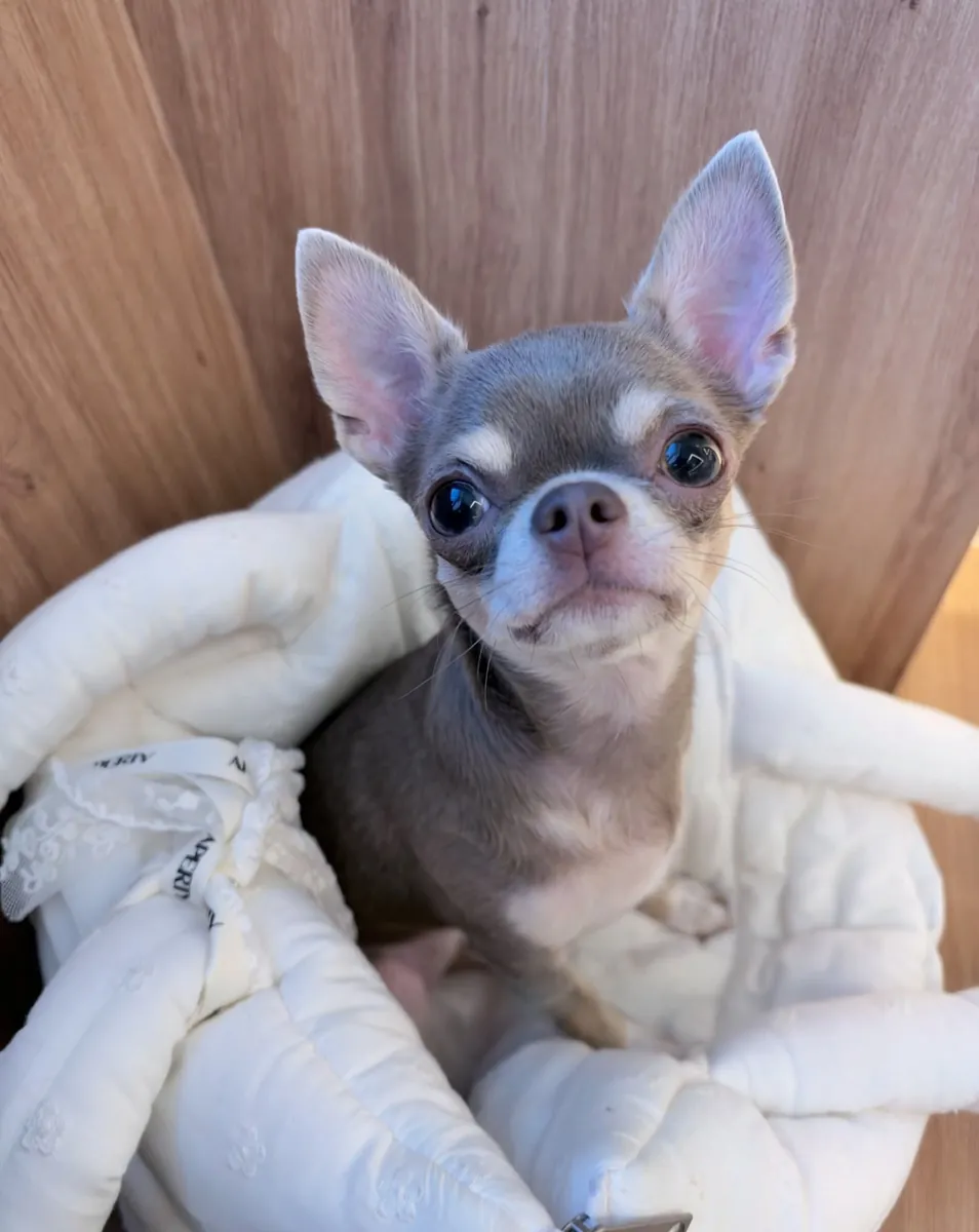 Cute Chihuahua dog for rehoming and adoption,for more information message through 