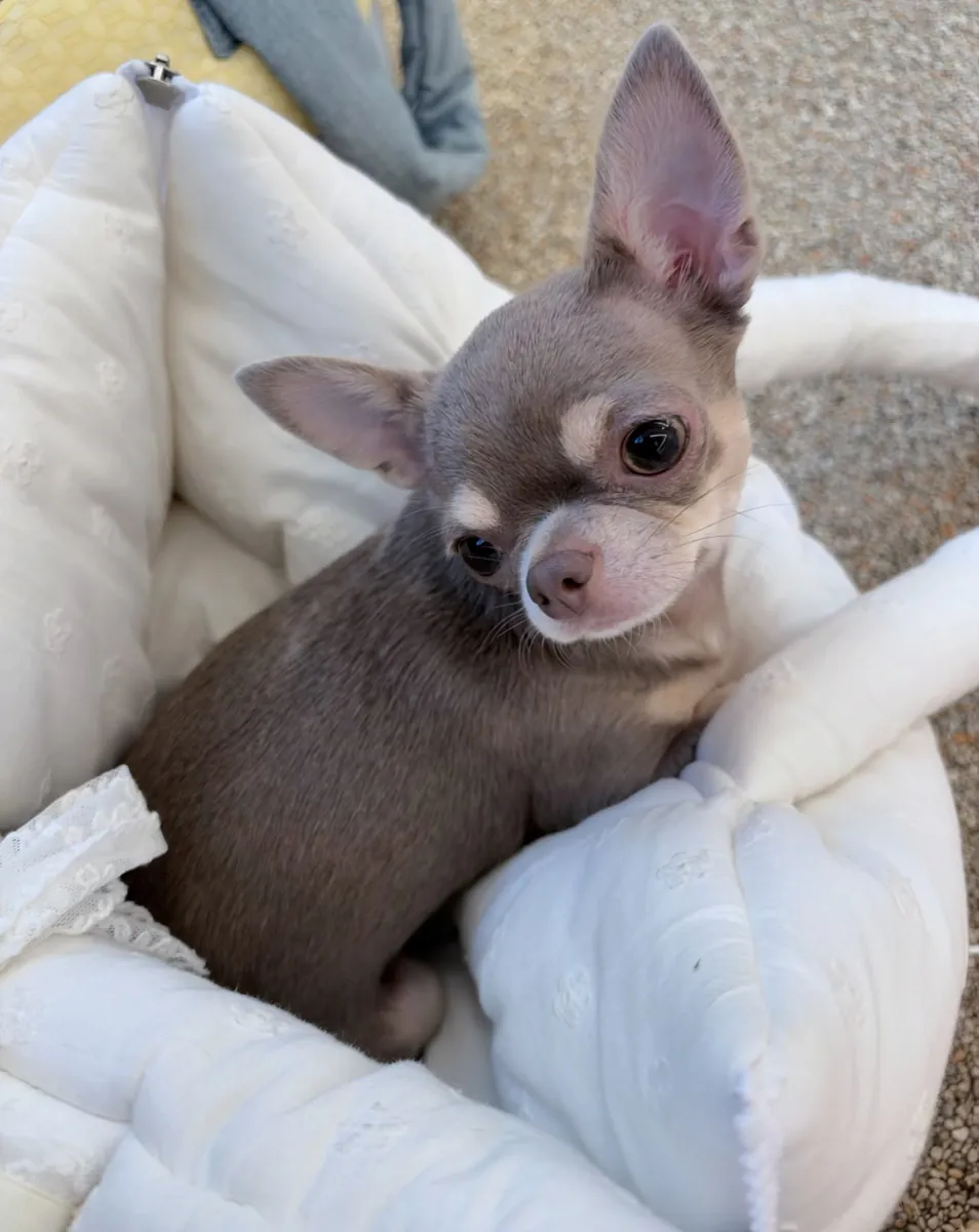 Cute Chihuahua dog for rehoming and adoption,for more information message through 