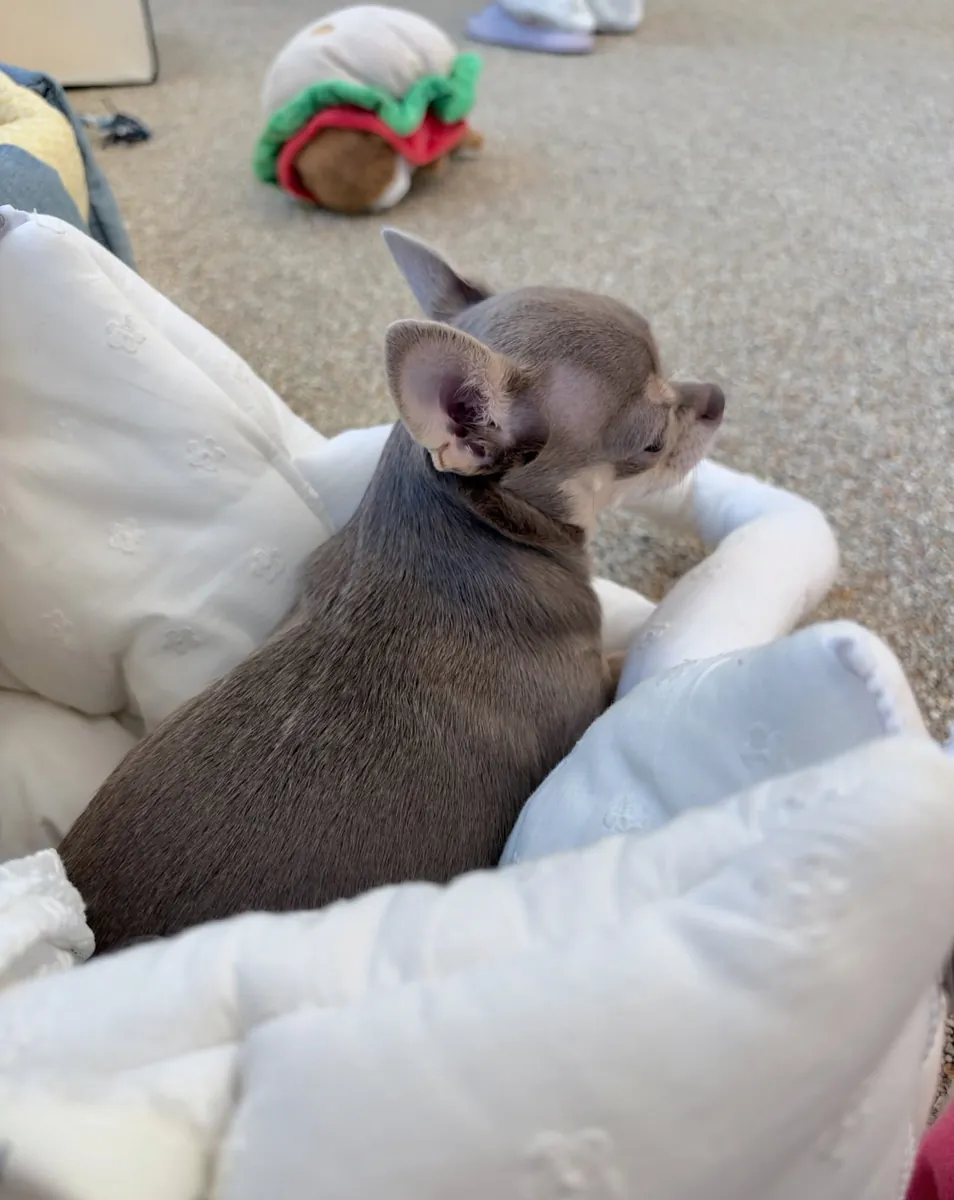 Cute Chihuahua dog for rehoming and adoption,for more information message through 