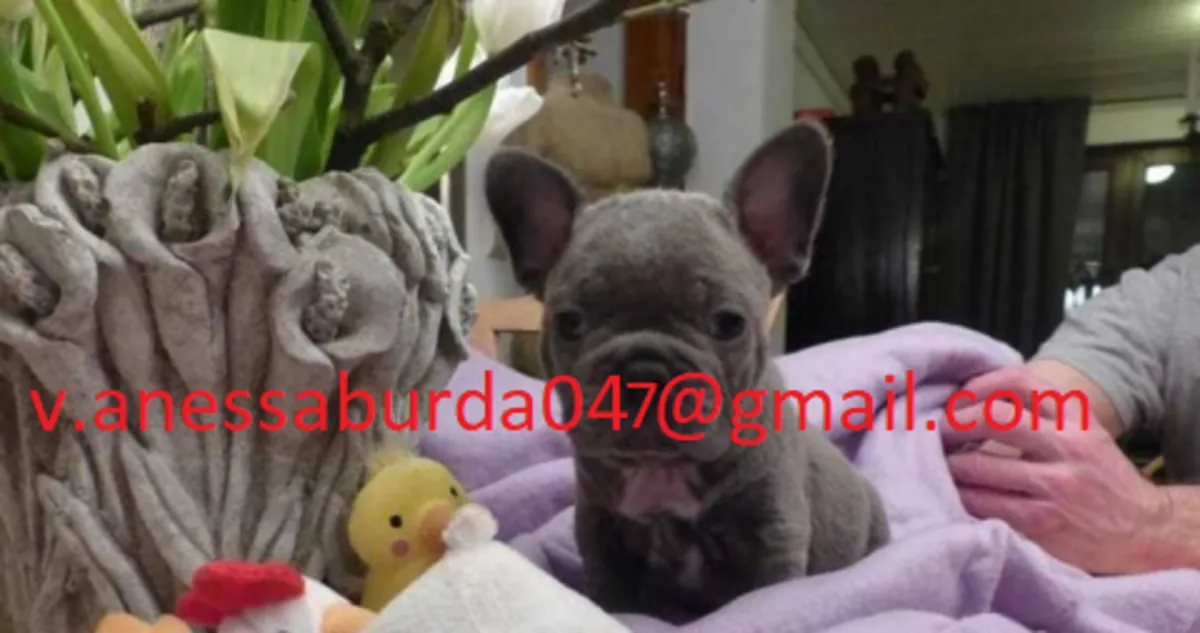 Cazip Fransız Bulldog Yavruları Mevcut (lütfen benimle fotoğraflar üzerinden e-posta ile iletişime geçin)