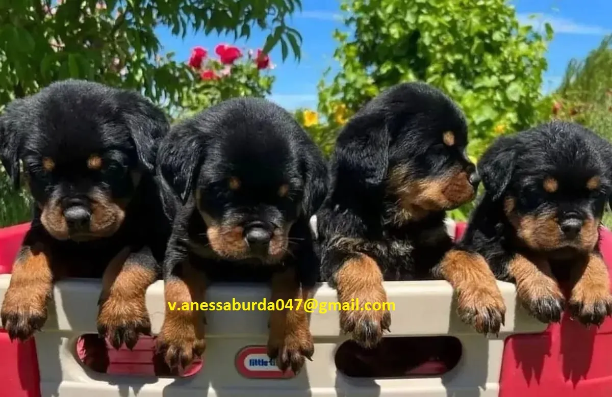 Harika Rottweiler Yavruları Sahiplendirme (lütfen fotoğraflar için benimle e-posta ile iletişime geçin)