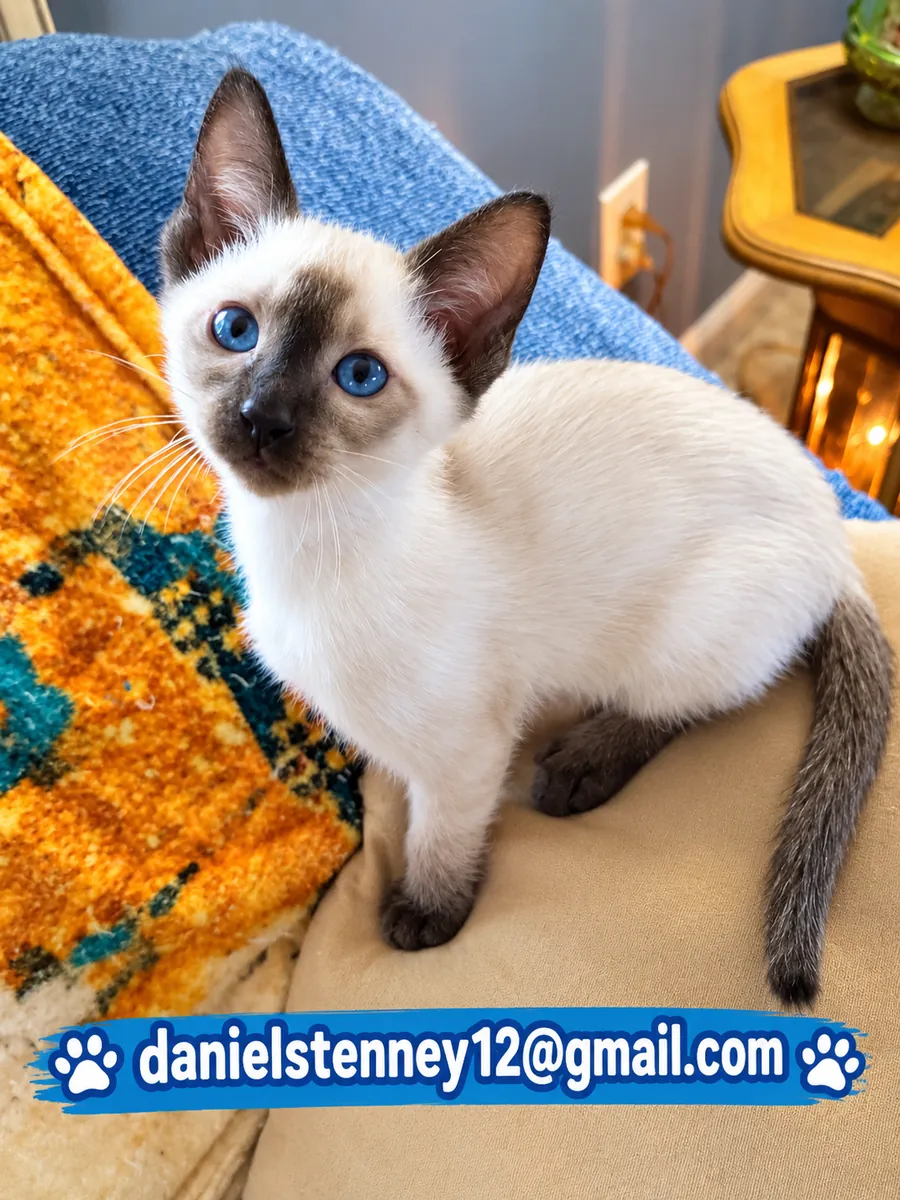 Beautiful Siamese Kittens