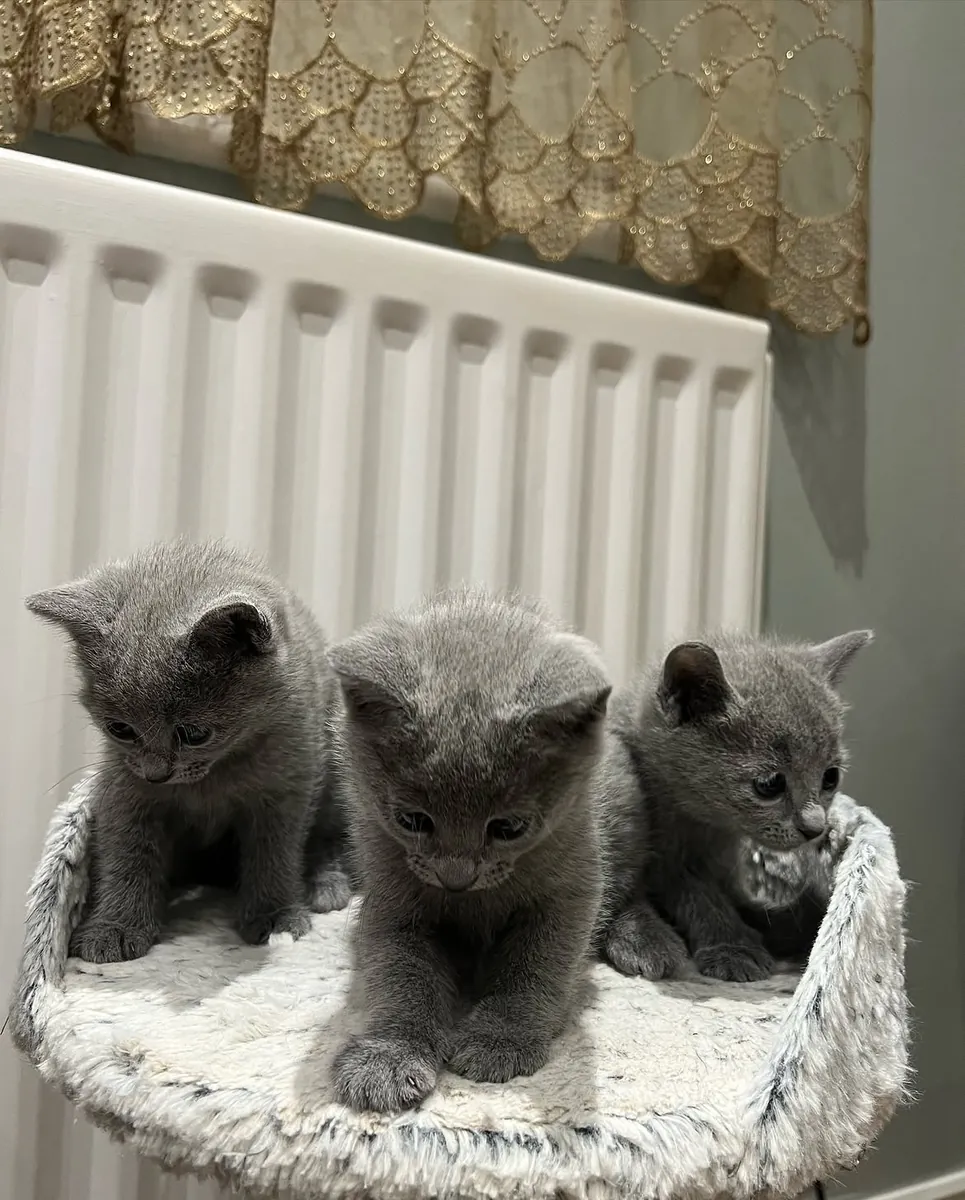 Beautiful Russian blue kittens 