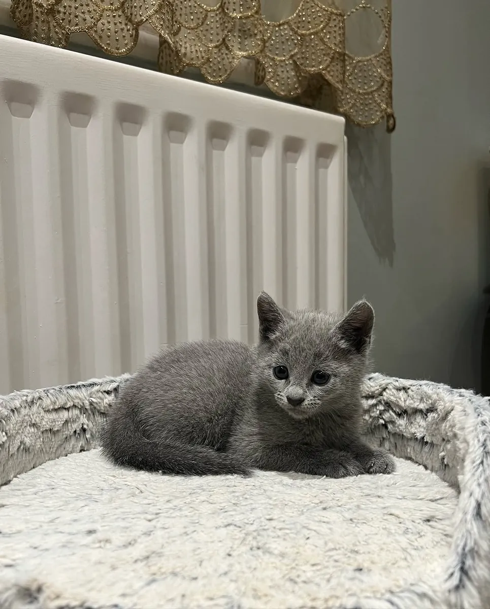 Beautiful Russian blue kittens 
