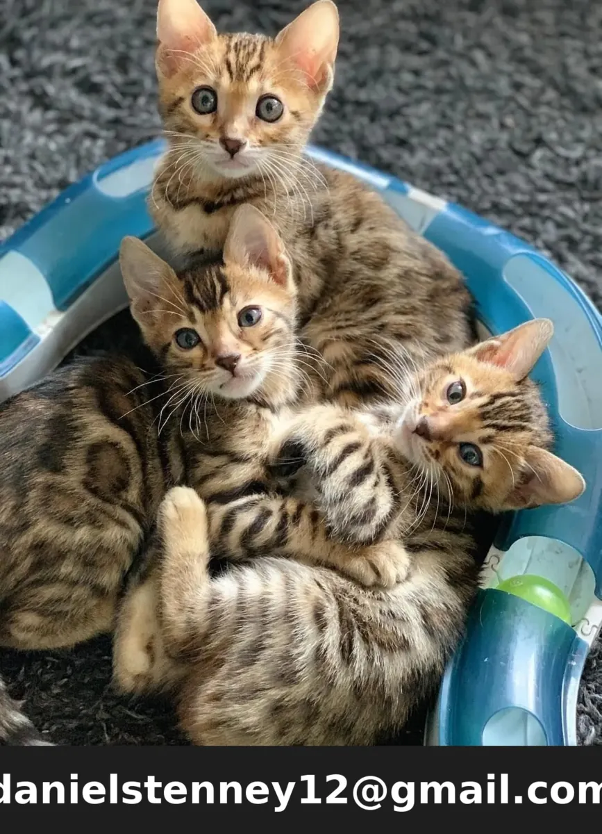 Beau chaton Bengal