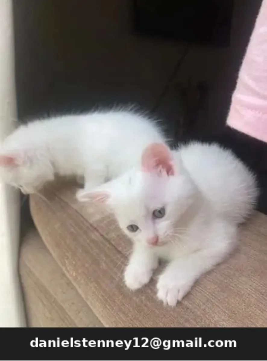 美丽的挪威森林小猫