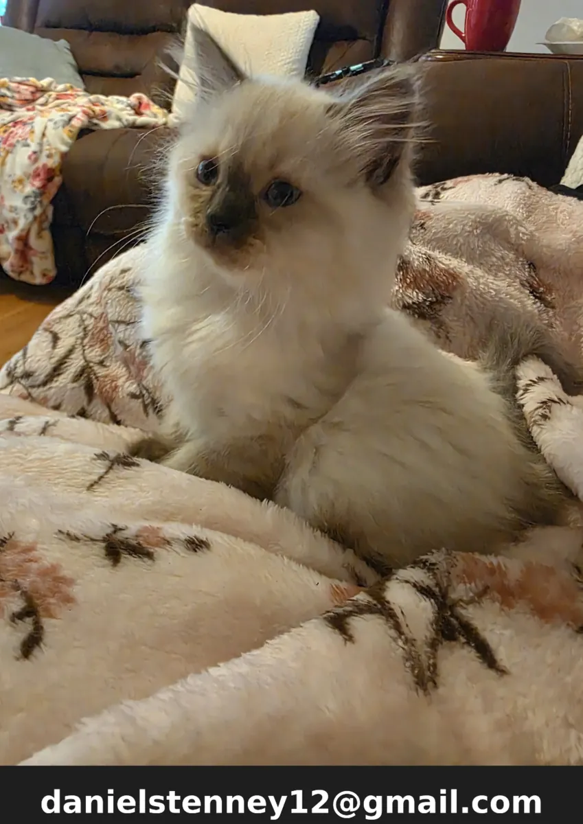 布偶猫小猫