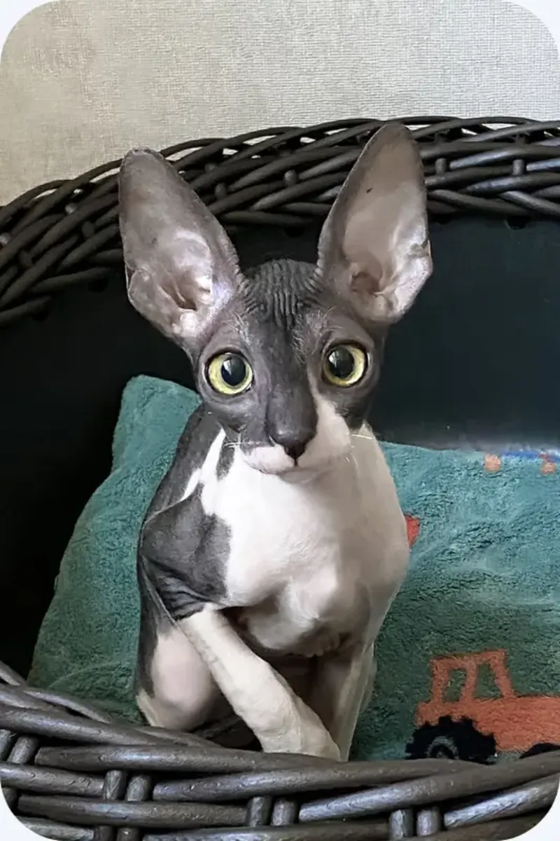 Котенок Корниш Рекс