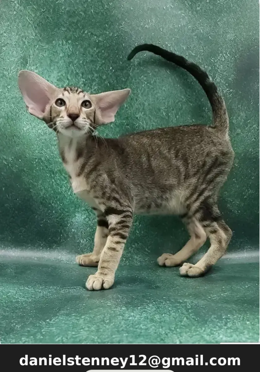 Oriental Shorthair Kitten