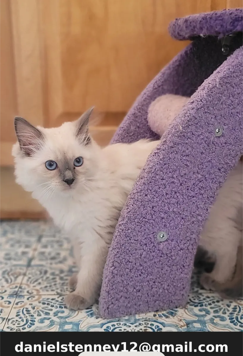 Balinese Kittens