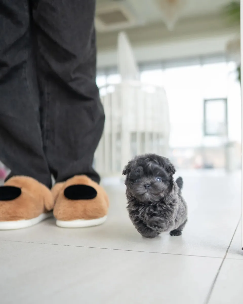 poodle toy teacup en adopción