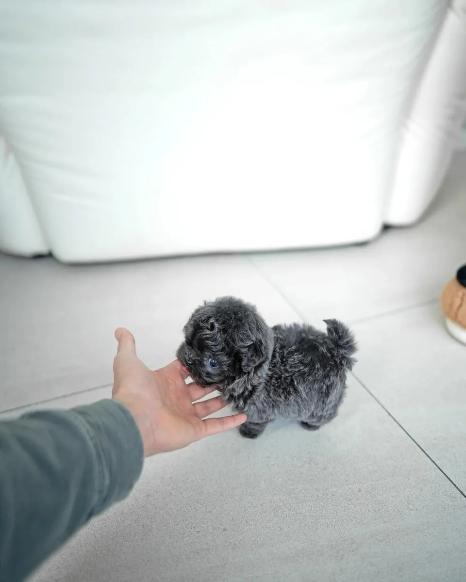 Poodle toy en taza esperando una familia para siempre