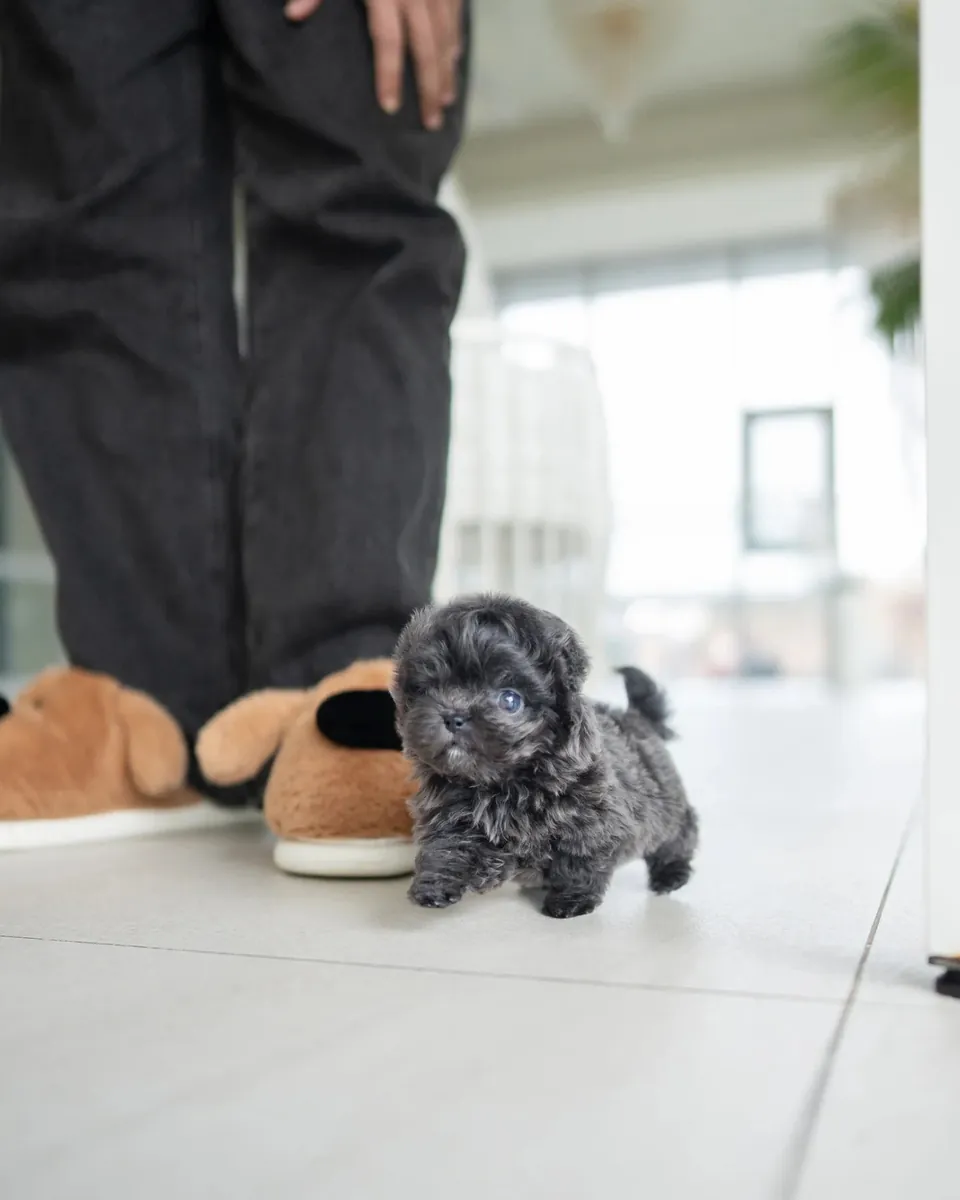 Poodle toy en taza esperando una familia para siempre