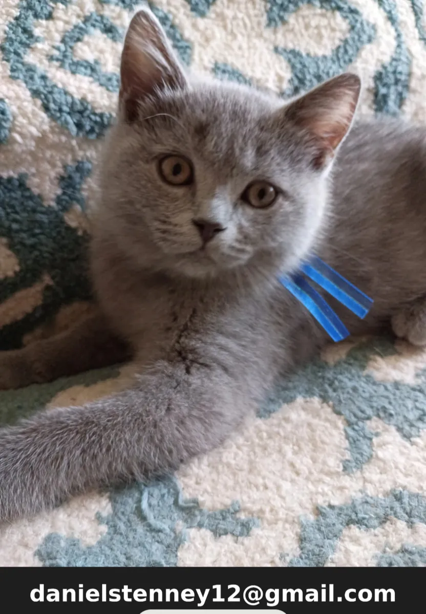 красивый британский короткошерстный котенок