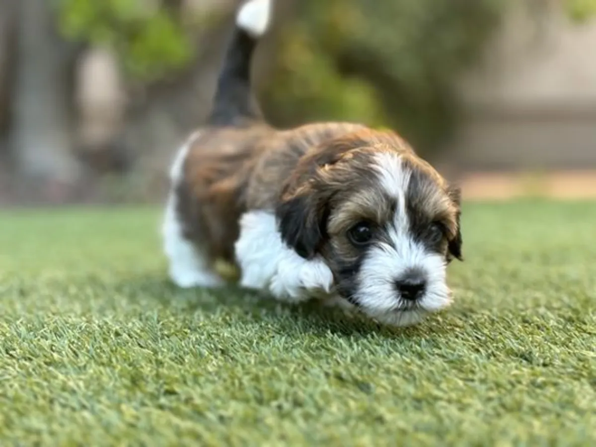 Sevimli Havanese Yavru Satılık