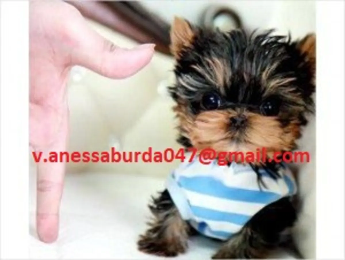Chiots Yorkie (veuillez me contacter par e-mail ; voir les photos)