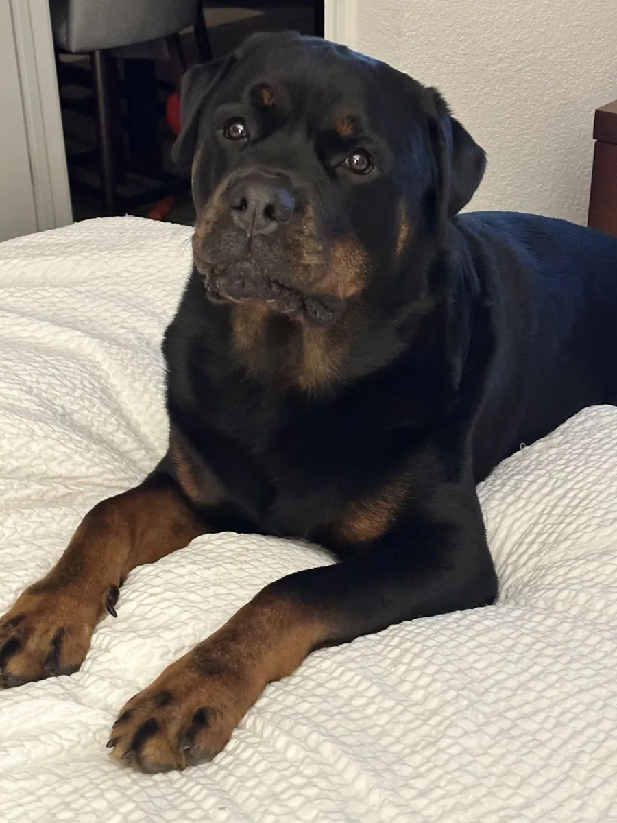 Adopción Rottweiler en España | Perro Leal y Protector