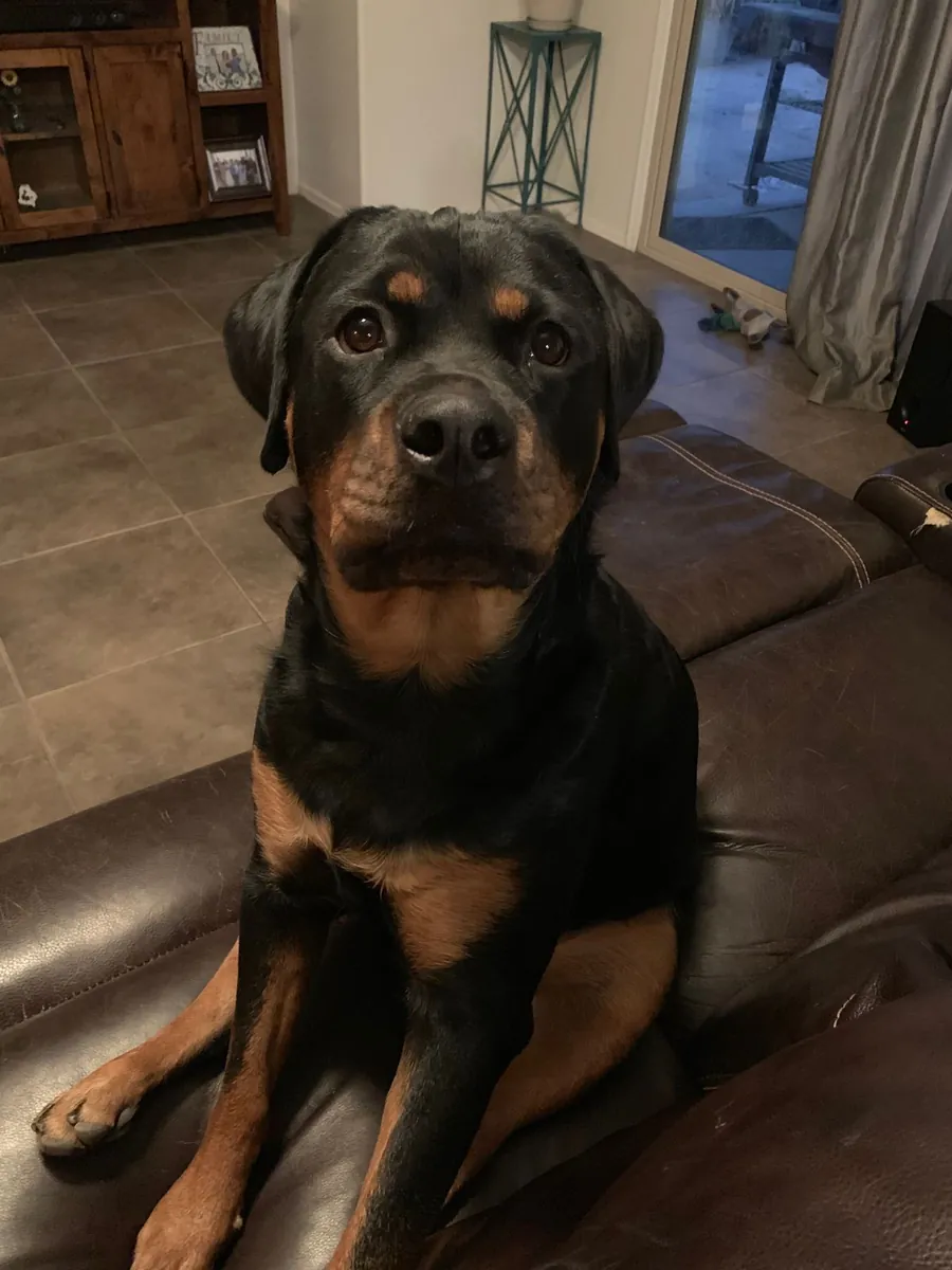 Adopción Rottweiler en España | Perro Leal y Protector