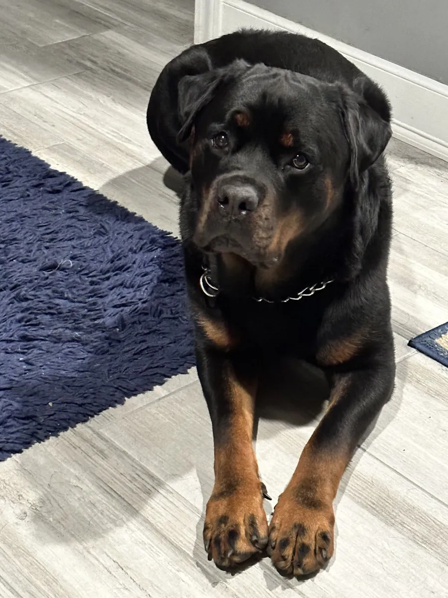 Adopción Rottweiler en España | Perro Leal y Protector