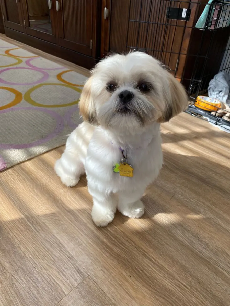 Adopción Shih Tzu | Perro Pequeño y Familiar