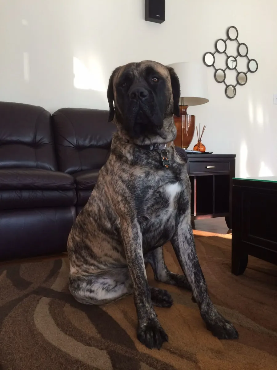 领养 Fila Brasileiro |大型护卫犬