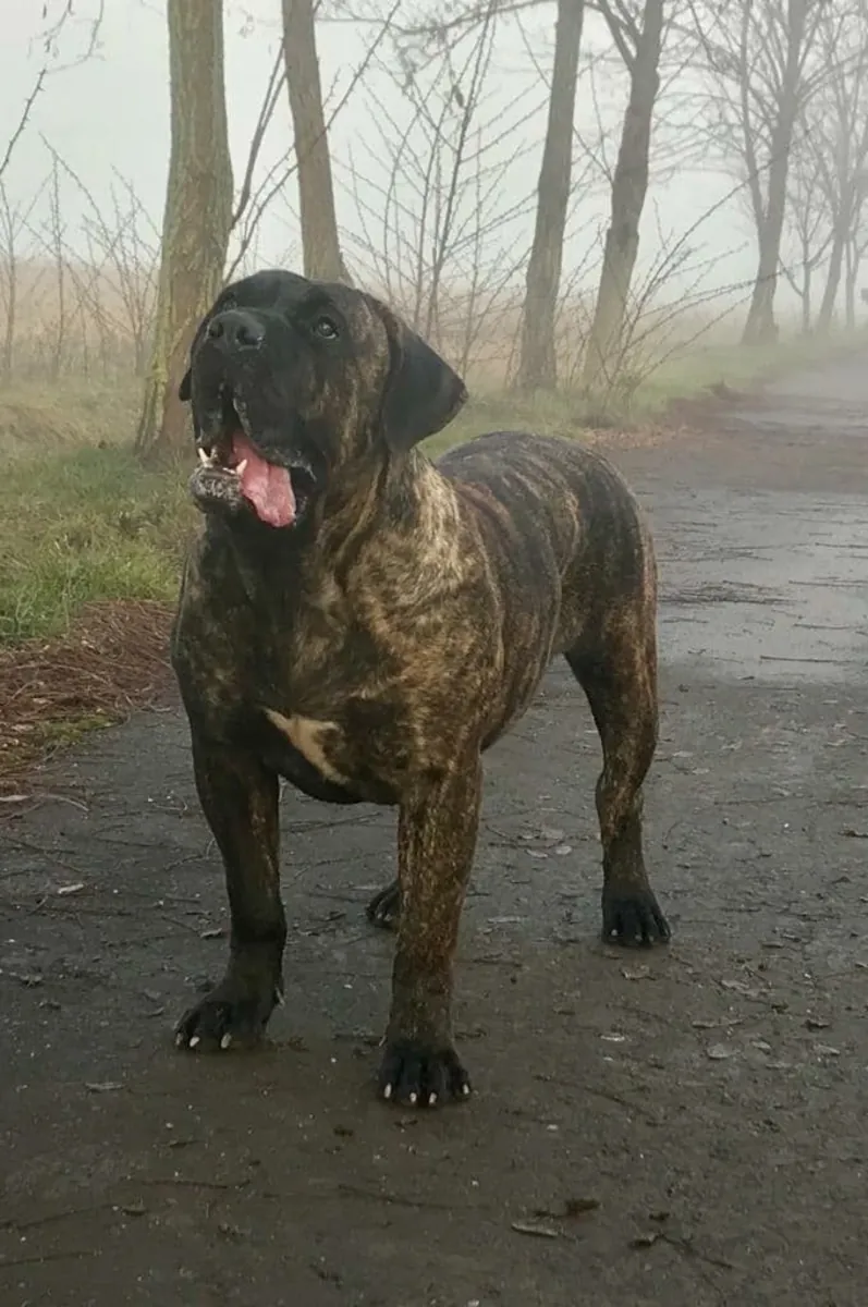 领养 Fila Brasileiro |大型护卫犬