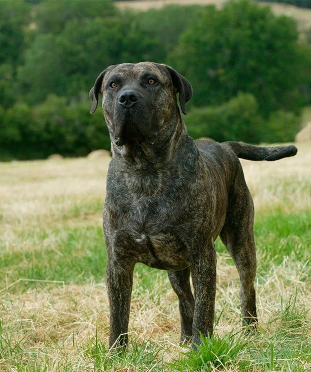 领养 Fila Brasileiro |大型护卫犬