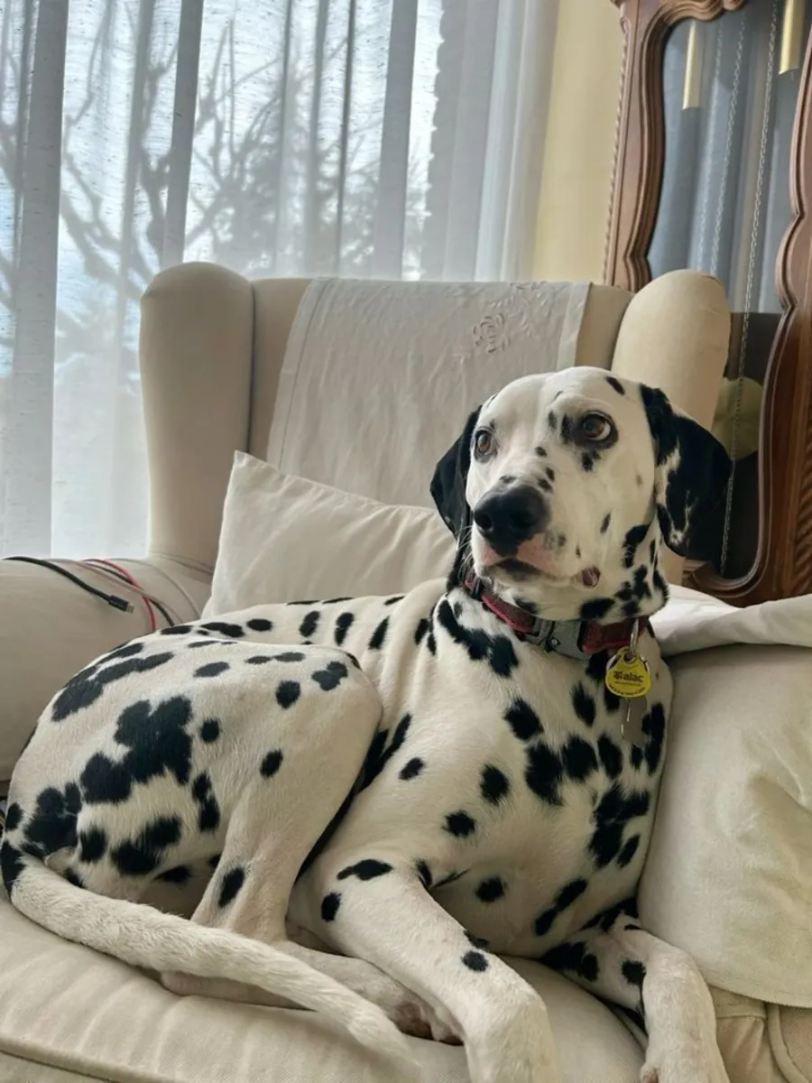 Adopción Dálmata | Perro Activo y Sociable
