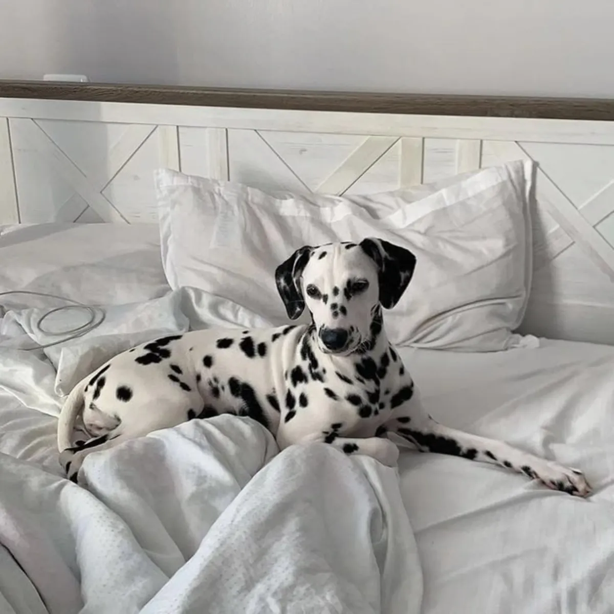 Adopción Dálmata | Perro Activo y Sociable