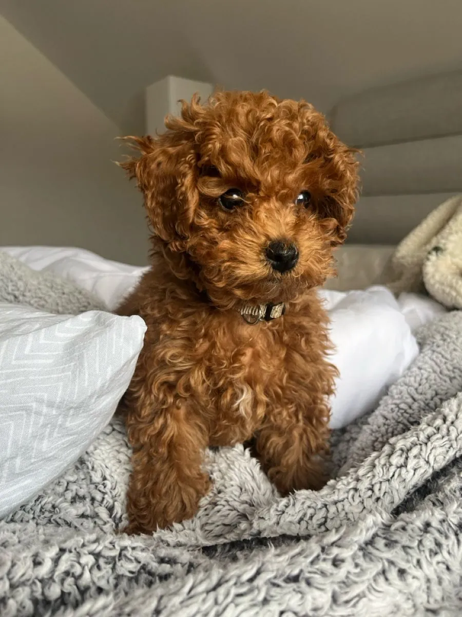 Adopción Poodle | Perro Inteligente y Elegante