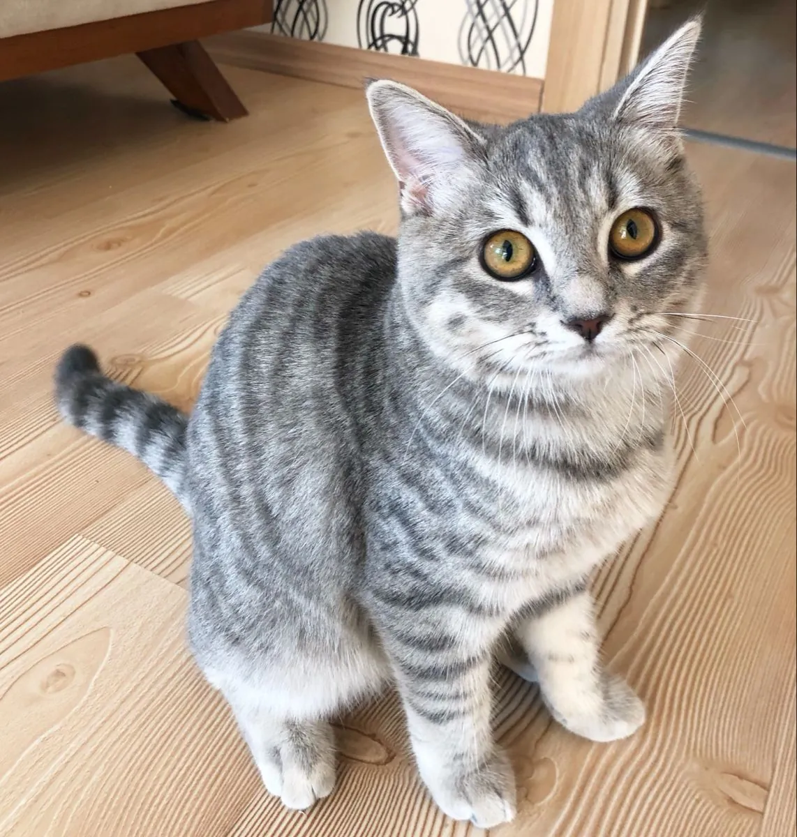 领养一只索科克猫 | 活泼又亲人