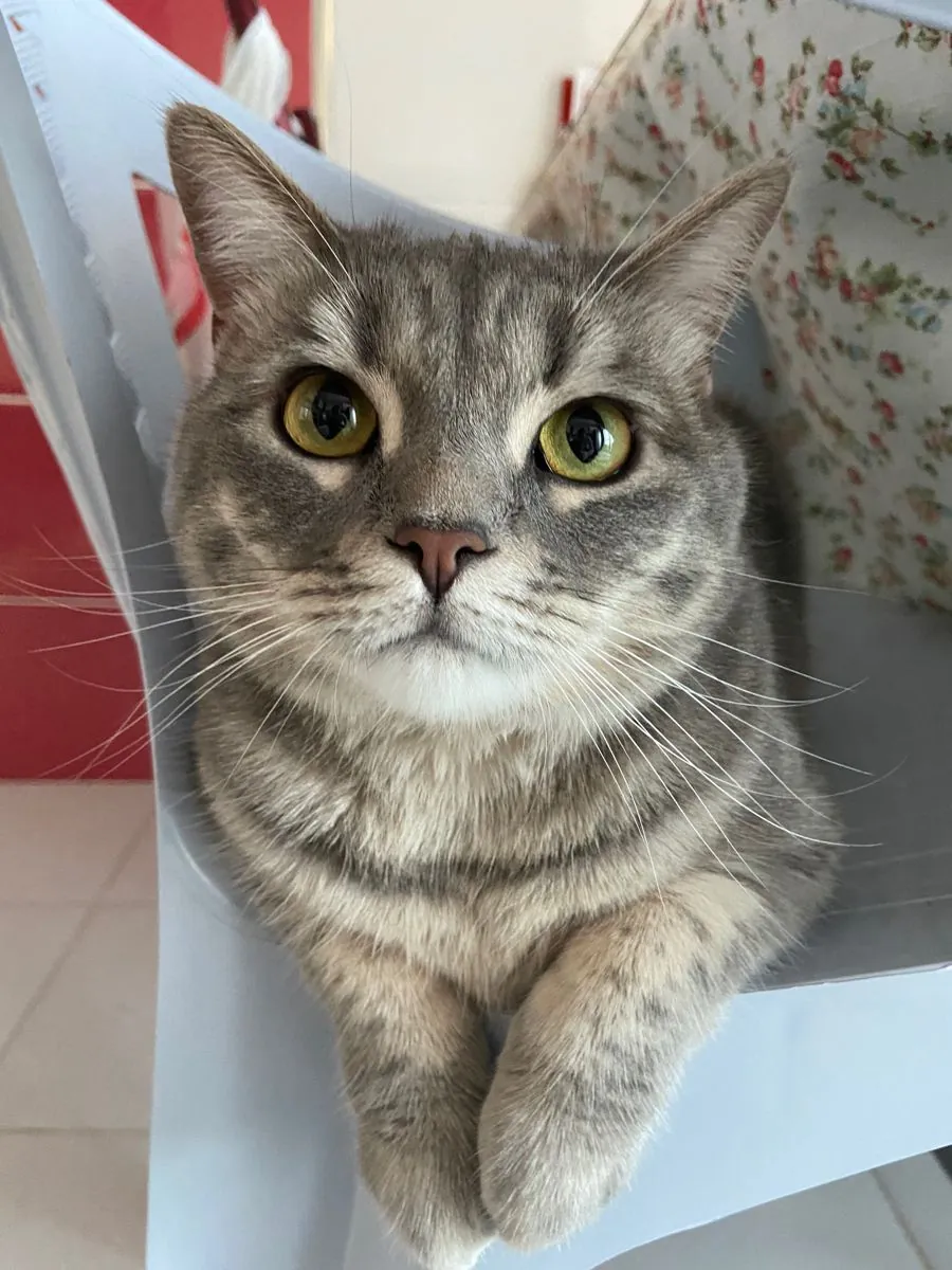 领养一只索科克猫 | 活泼又亲人