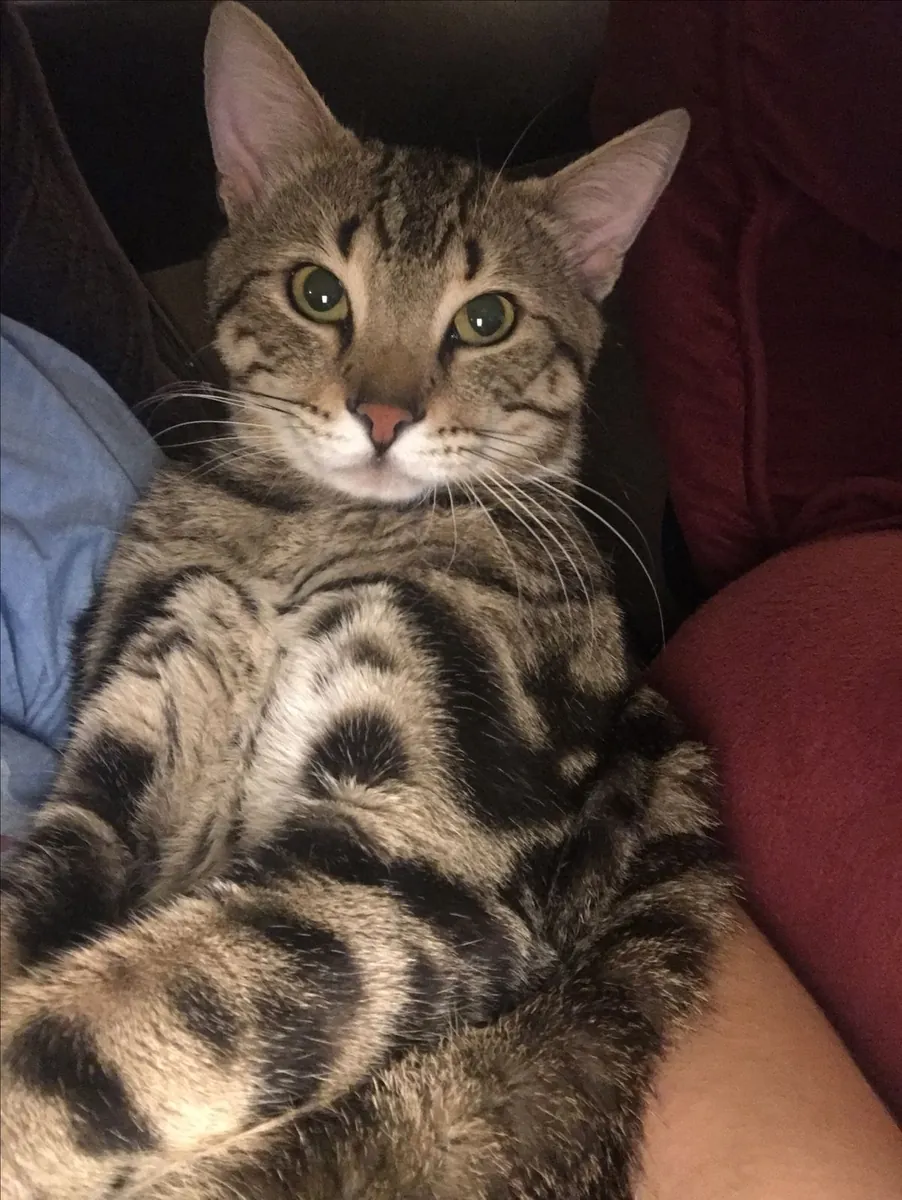 领养一只索科克猫 | 活泼又亲人