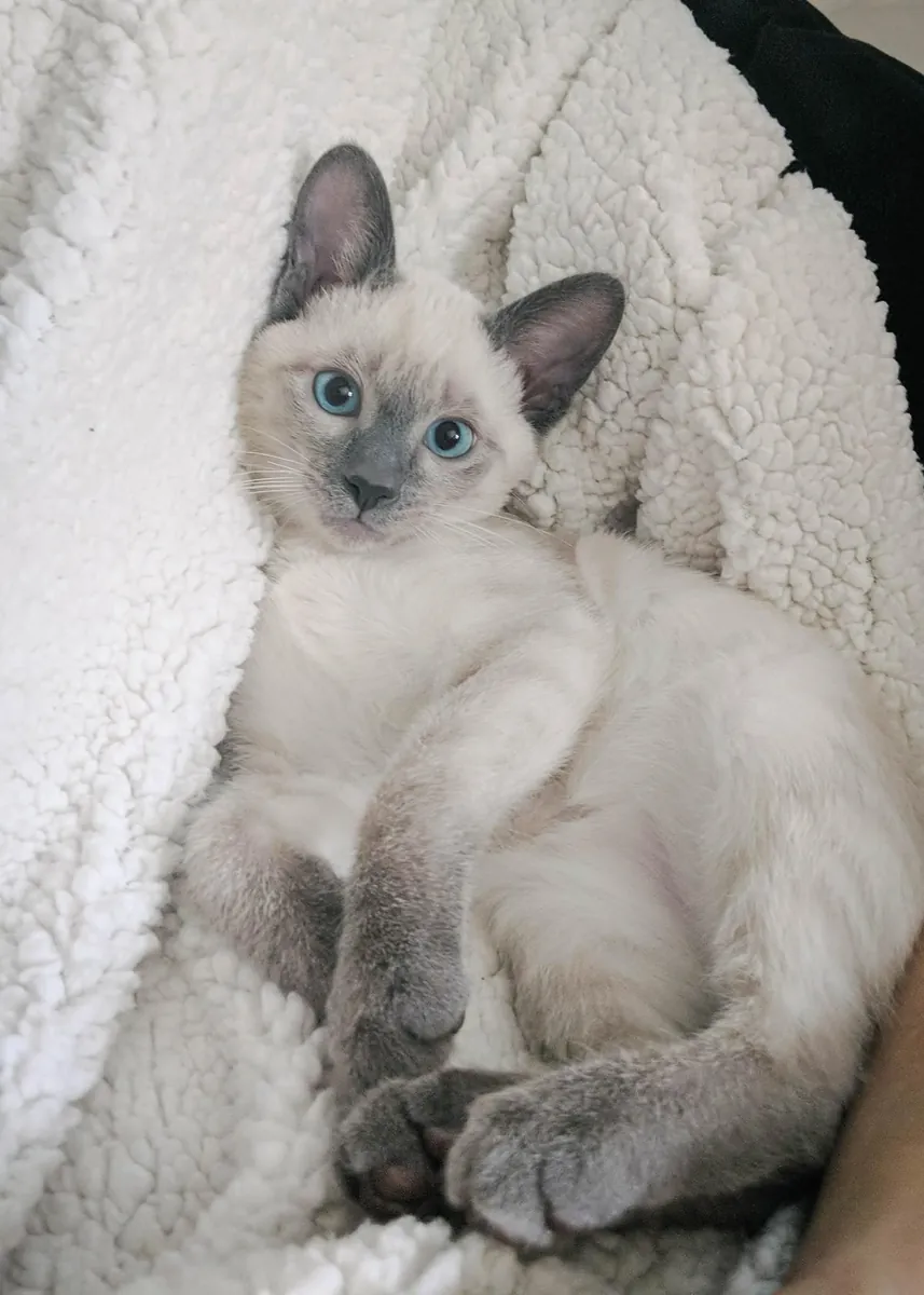 领养一只泰国猫 | 友善又爱玩