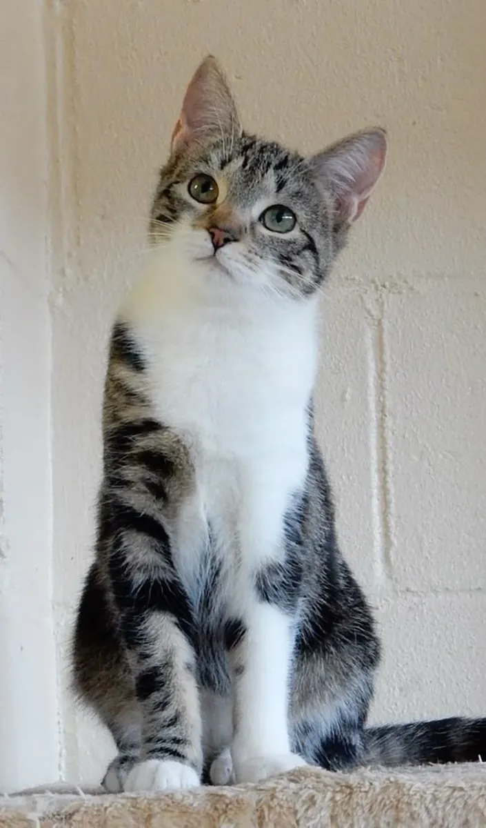 Evcil kısa tüylü bir kedi sahiplenin | Sevgi dolu ve oyuncu