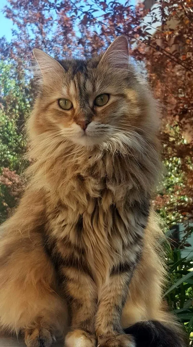 Adopt a domestic long-haired cat | Affectionate and Sociable