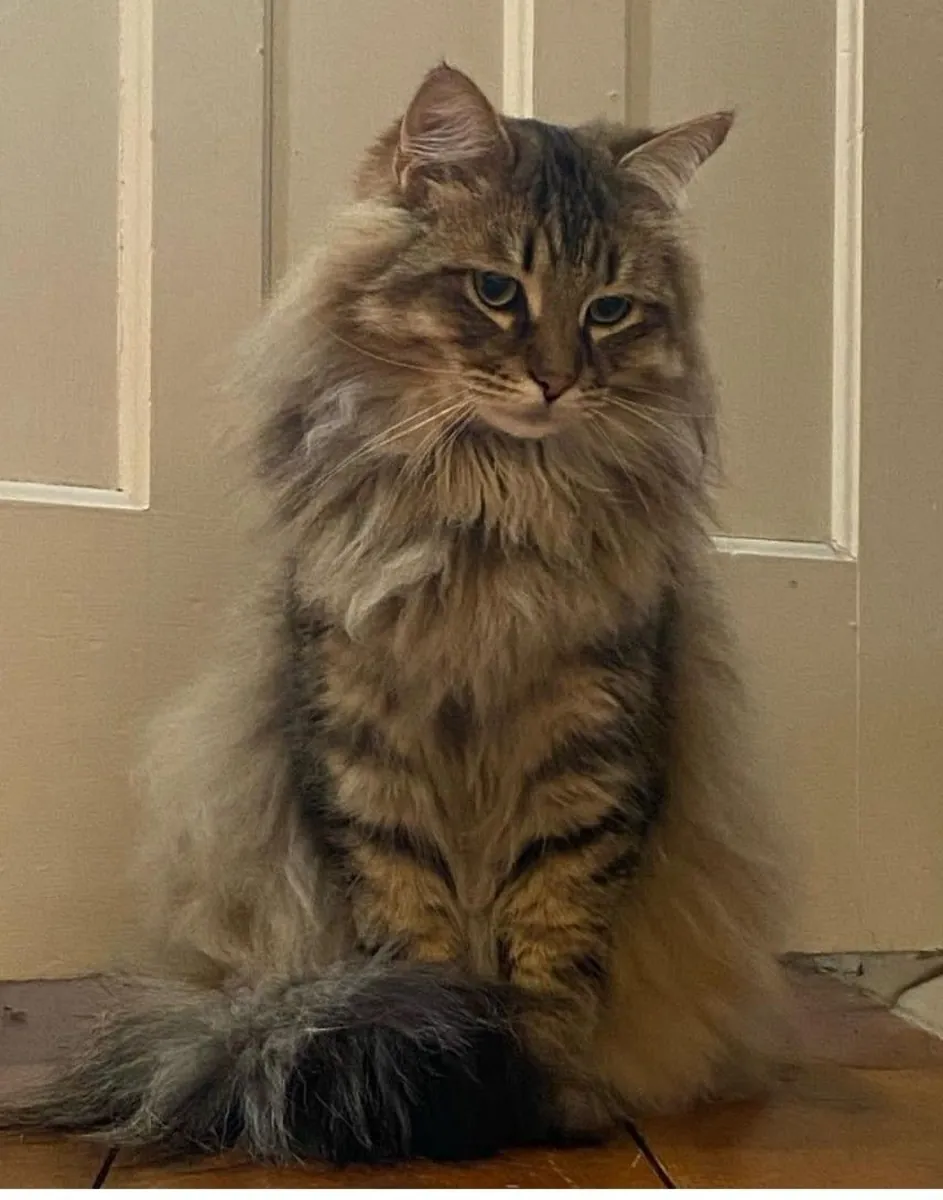 Adopt a domestic long-haired cat | Affectionate and Sociable