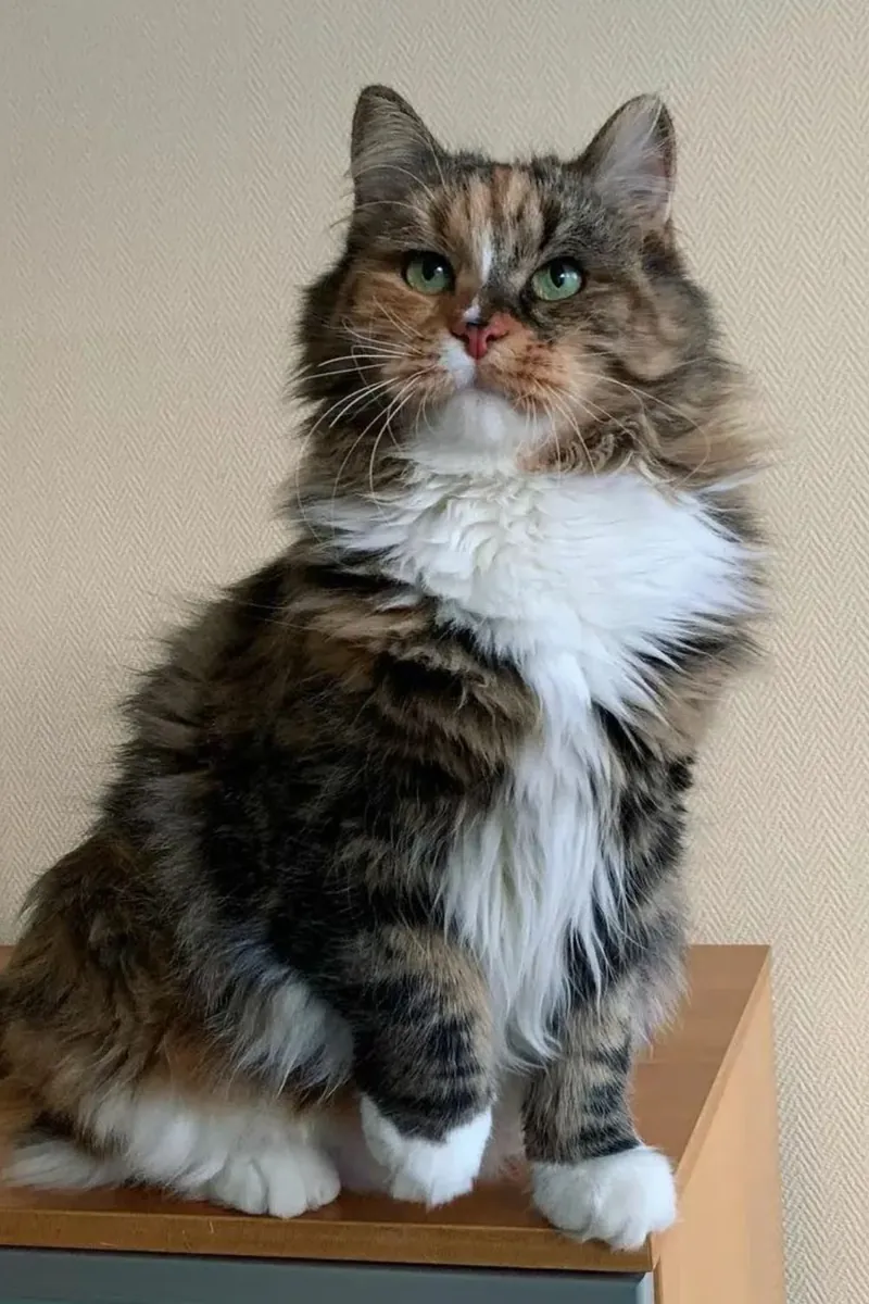 领养一只混种猫 | 友善又爱玩