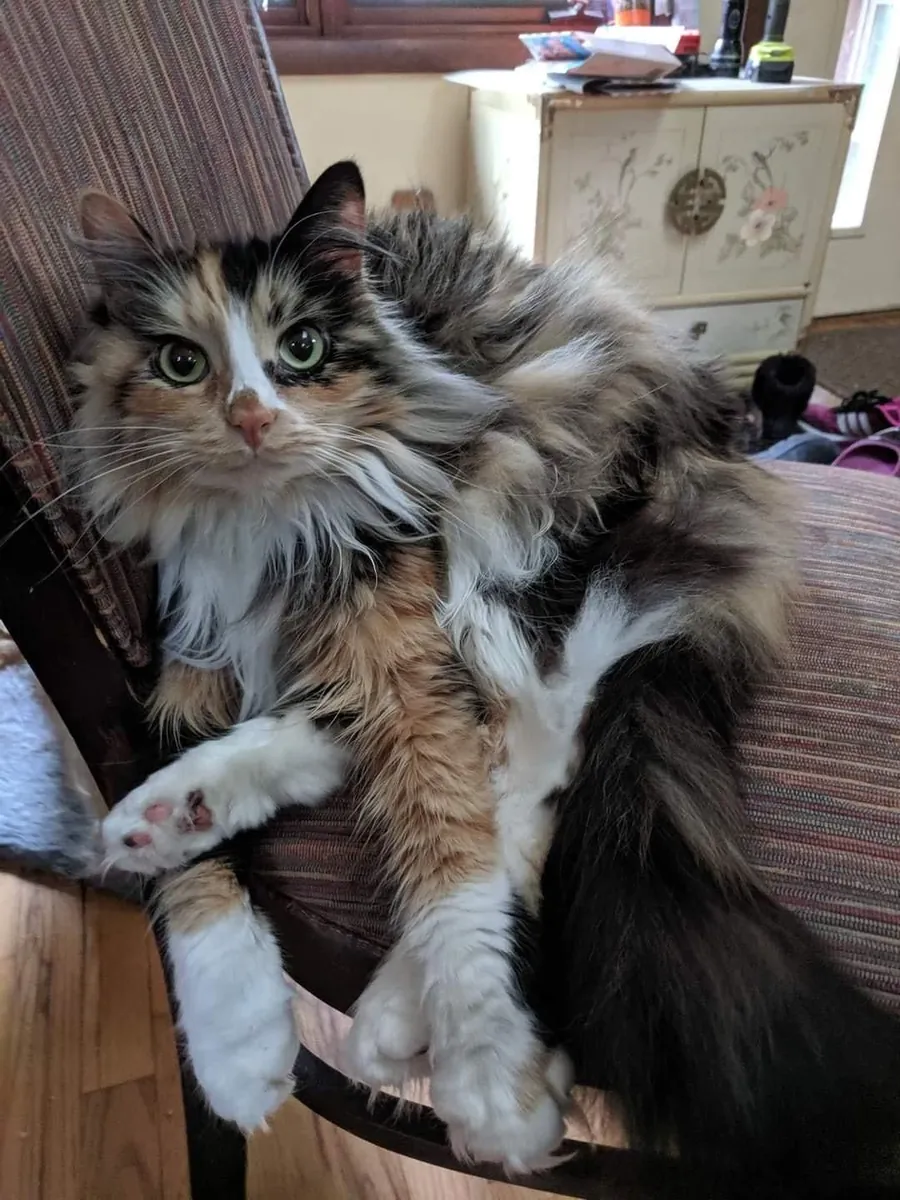 领养一只混种猫 | 友善又爱玩