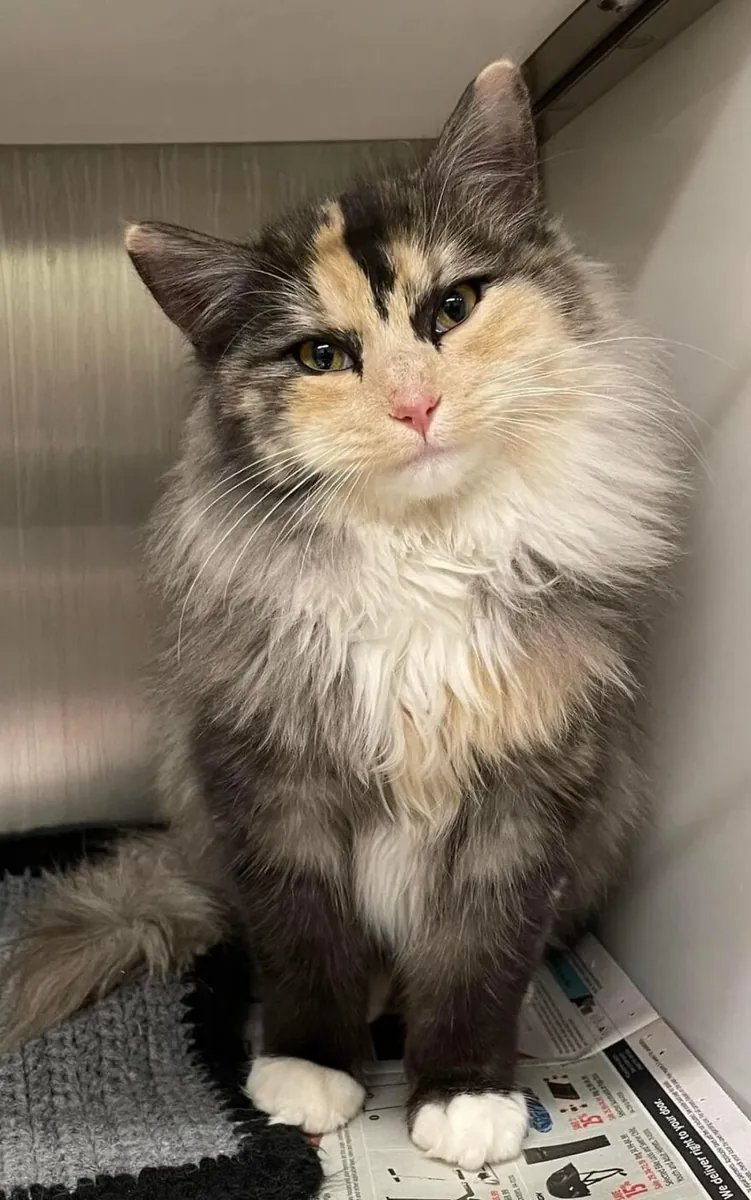 领养一只混种猫 | 友善又爱玩