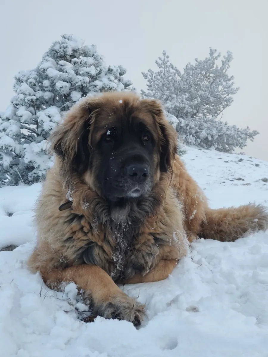 Leonberger cariñoso y equilibrado en adopción responsable