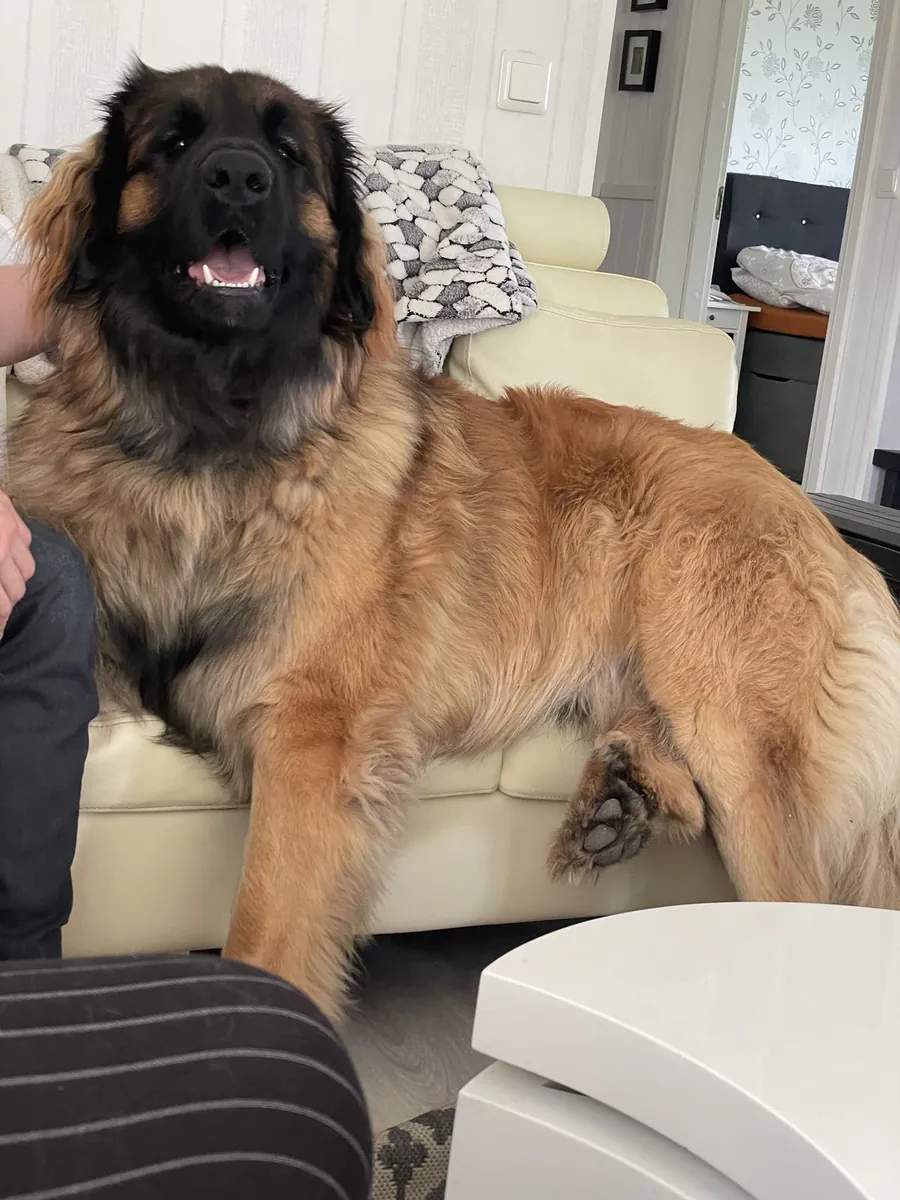 Leonberger cariñoso y equilibrado en adopción responsable