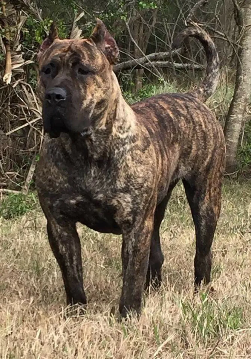 Chien Presa Canario robuste, loyal et équilibré, disponible à l'adoption