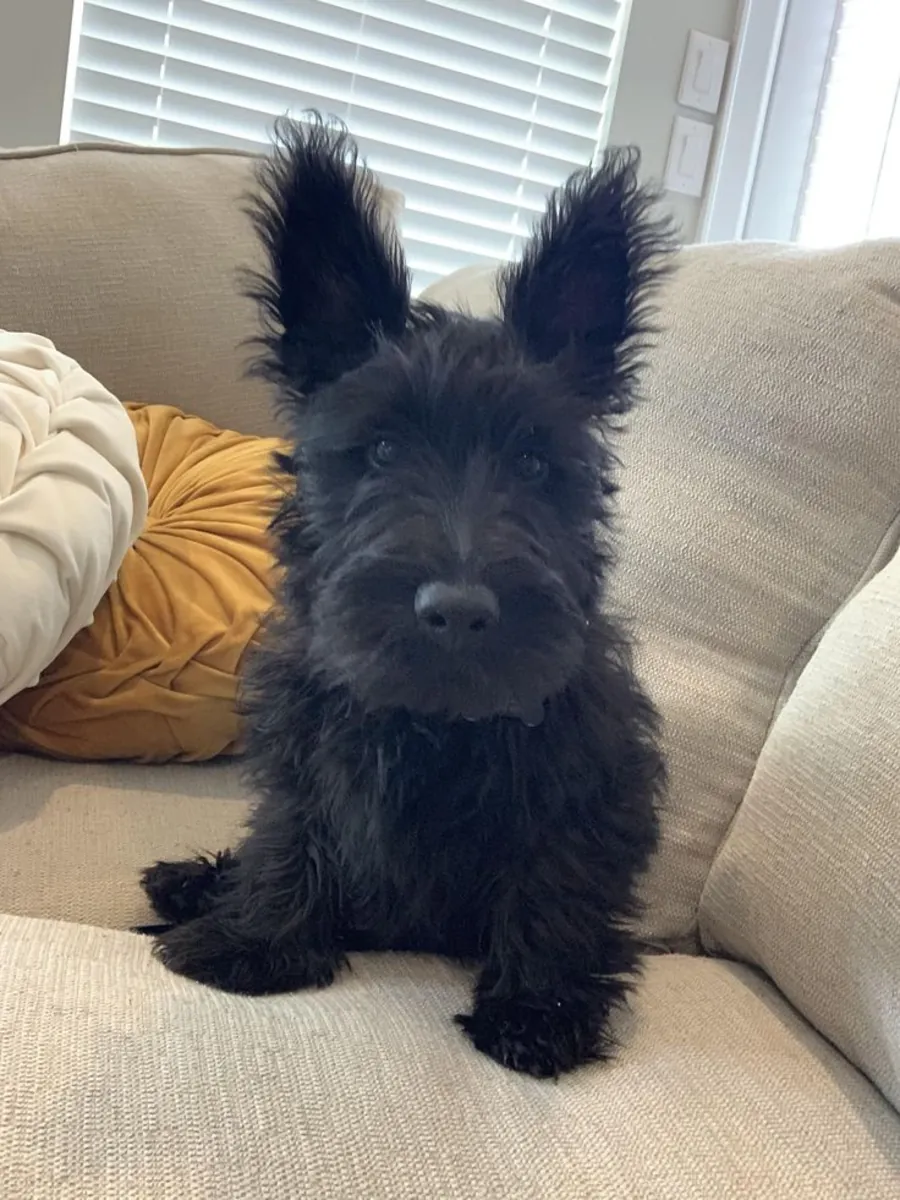 Scottish Terrier inteligente y fiel busca familia