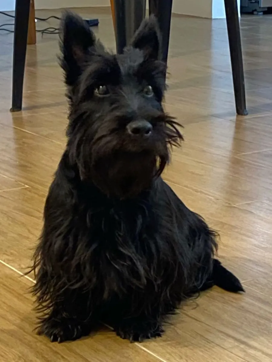 Scottish Terrier inteligente y fiel busca familia