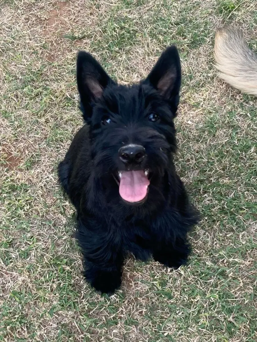 Scottish Terrier inteligente y fiel busca familia