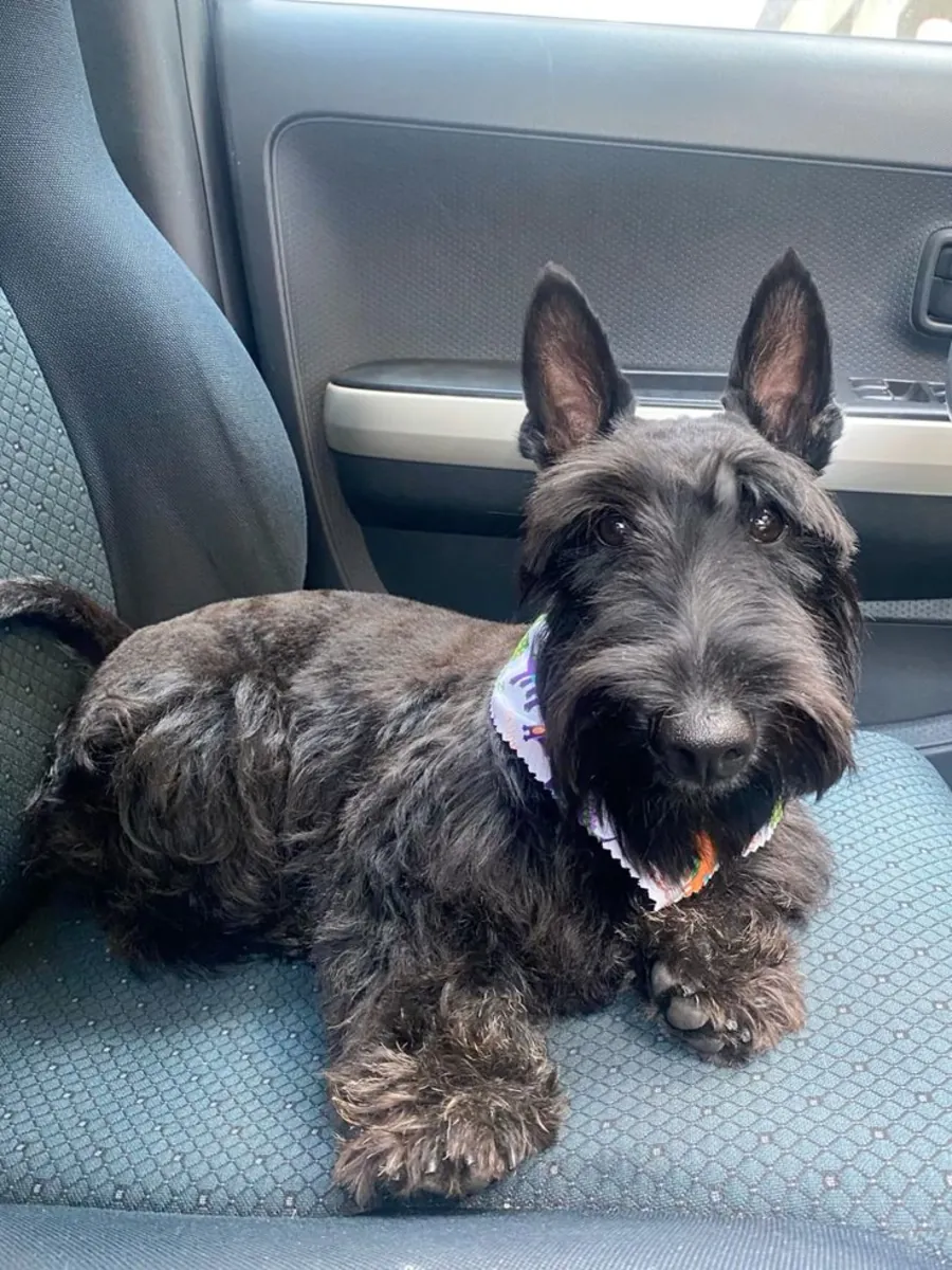 Scottish Terrier inteligente y fiel busca familia