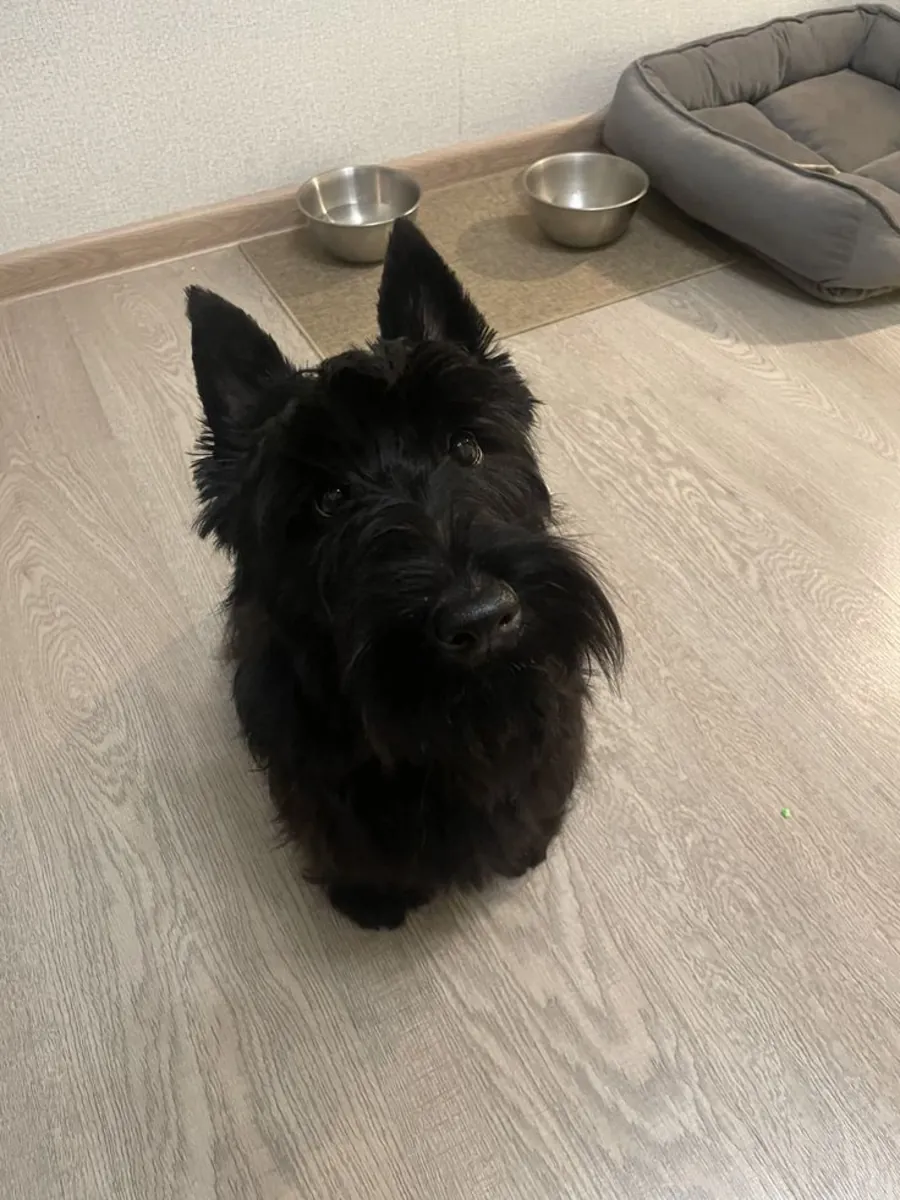 Scottish Terrier inteligente y fiel busca familia