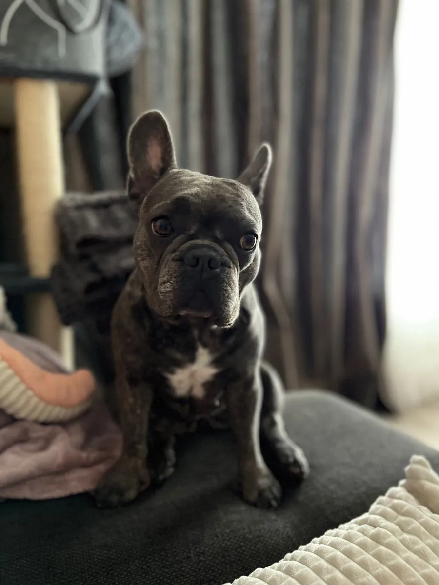 Bulldog Francés sociable y cariñoso en adopción